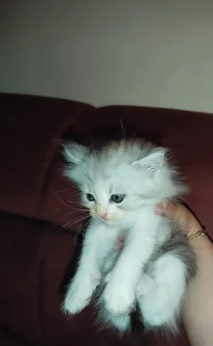 قطط شيرازي