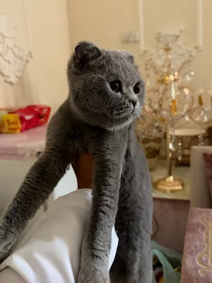 أنثى سكوتش فولد للبيع