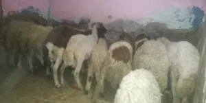 غنم برقي وغنم بلدي