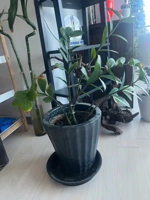 Zz plant Xtra Large / Tall Negotiable Pick up in seef   Delivery xtra charge 2BD