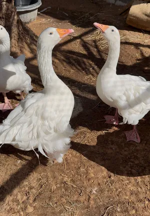 وز كيرلي للبيع