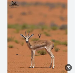 مطلوب غزلان الريم