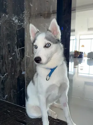Siberian Husky for adoption