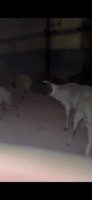 يوجد فحل غنم