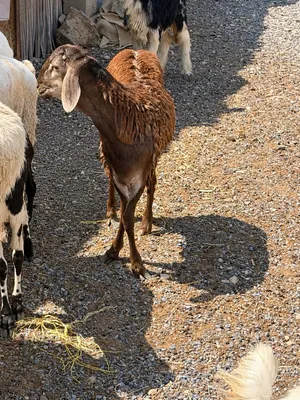 كبش سوداني مشروع فحل