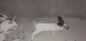 البيع الارانب