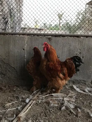 للبيع مجموعه طيور