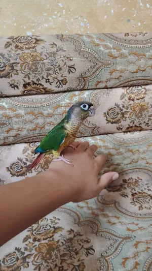 السلام عليكم تك كنيور للبيع اليف طينه