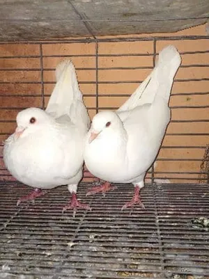 حمام فرنسي
