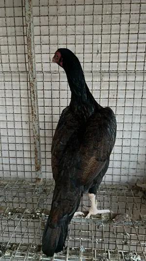 دجاجة ميوال