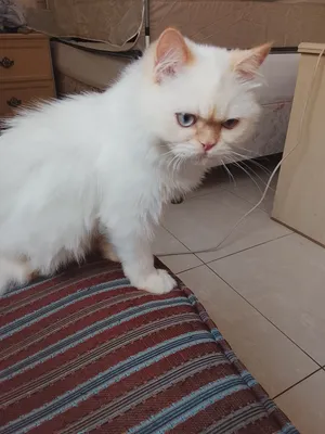 for adoption orange Himalayan