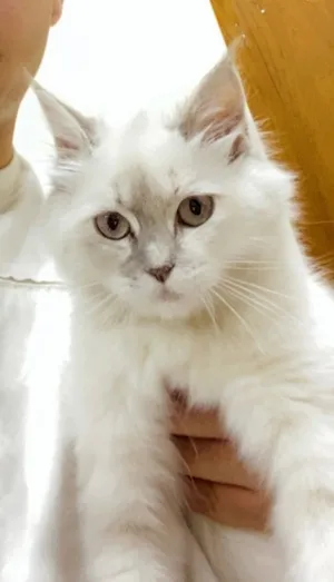 همليايا العمر 5اشهر