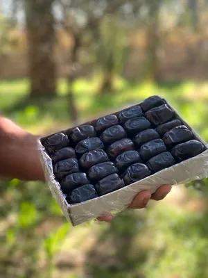 تمر فاخر عالي الجودة – تمور فاخرة للتصدير