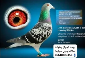 hamaam zajil Racing Pigeon