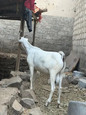 جدايا من الحلال الصومالي