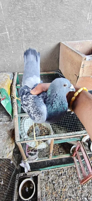 طيور حمام زواجل ودشش زواجل كلش حاولت وخشنات 8ازواج