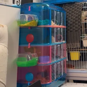 5 hamsters with cage