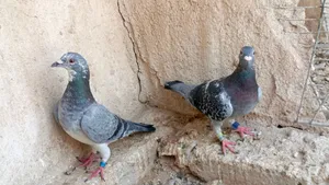 حمام مال نقطه وشرط صحه فول وملحقات ومزاويج جاهزات للتفريخ وكله محلق حلقات نقطه وبيهن ايرانيه نقطه هم