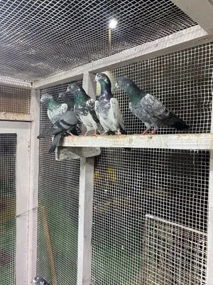Pigeons For Sale Tedy Cheena Jonsera Golden kamangar and more Pigeons Available.