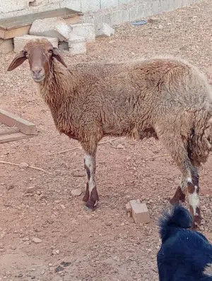 نعجة خيرة وجرار