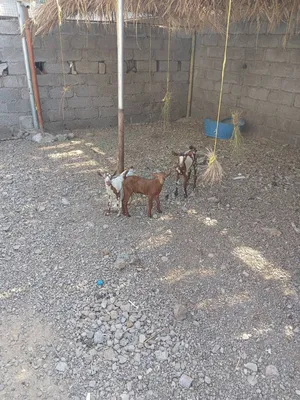 صخلان صلاليات اصل