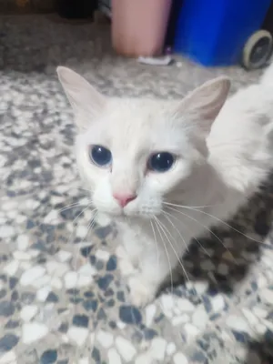 قطة جميلة وعيون ساحرة للبيع