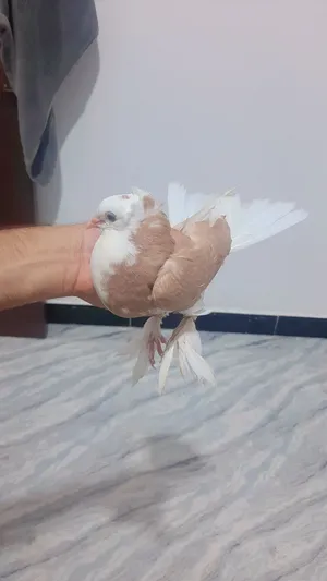 حمام افراغ الصفر راعب امضرب والثاني ستلايت اثنينهن ب30