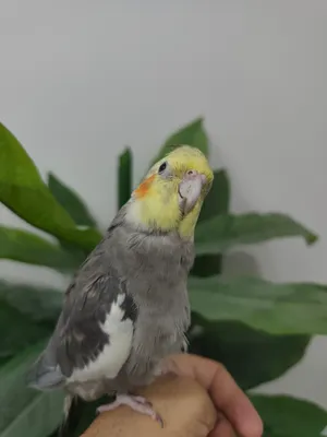 للبيع كوكتيل ذكر اليف العمر 6 شهور
