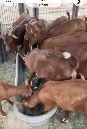 بيع ماعز جنوبي