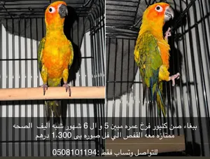 صن كنيور شبه اليف فرخ عمر مبين الخمس ول 6 شهور