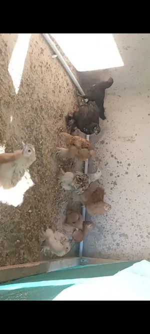 صيصان براهما