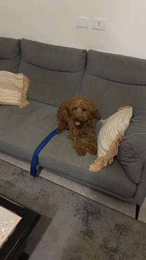 Goldendoodle / غولدن دودلي