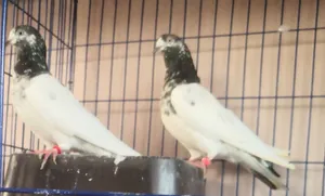 حمام بكستاني طيار مجرب