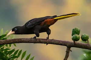 Psarocolius decumanus