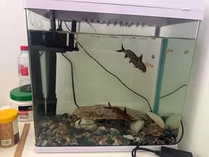 Aquarium size 33x20 with lights and filter a pair of synodontis petricola fish