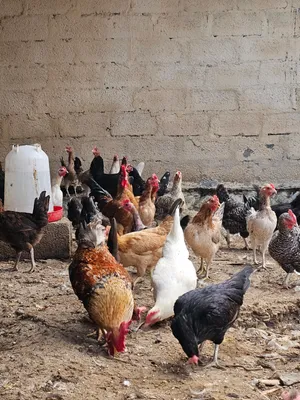 دجاج عماني منتج