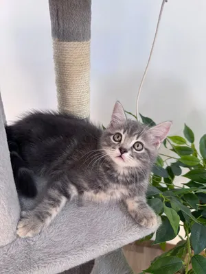 Gorgeous Grey Tabby Male Kitten