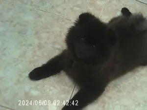 Female dog