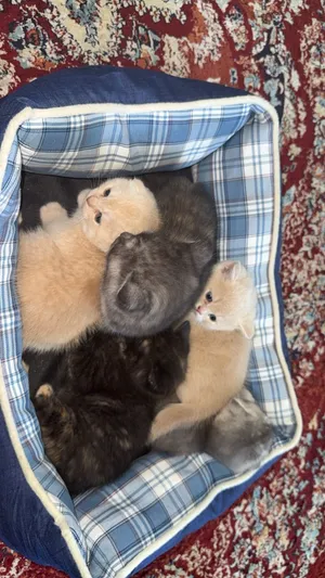 قطط صغيرة للبيع - Kittens for sale
