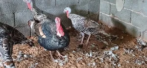 بسم الله مشاءالله ديك رومى للبيع