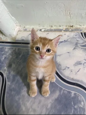 Ginger yellow cat