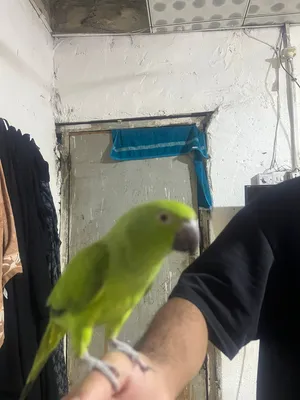 طير دره للبيع