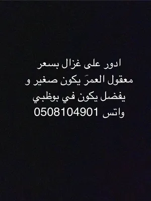 ادور على غزال للبيع بسعر معقول يفضل يكون في بوظبي يكلمني واتس