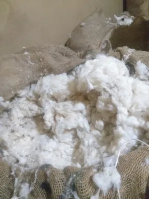 قطن بلدى درجه اولى ممتاز تعبئه  فلاحين وليس مصنع