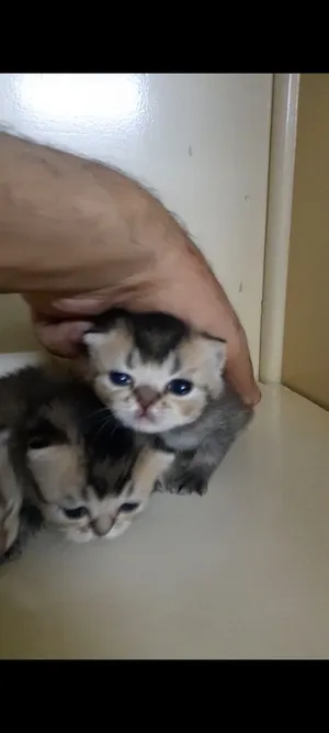 قطة برتش بلو منتجة معاها 4 كيتن