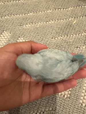 A blue and white parrotlet