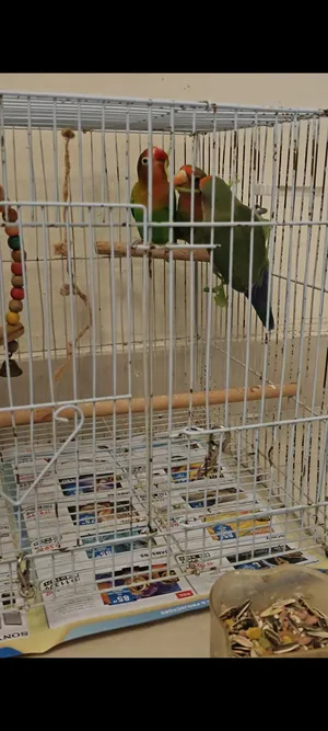 3 lovebird pair and Fischer lovebird for sale