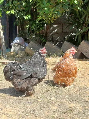 اثنان دجاجات استرلي زهري ربي ايبارك