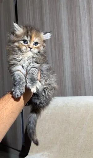 Cute kittens looking for a new home