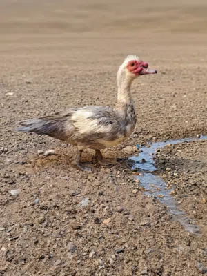 بش مصري رصاصي  وزج بش فحله عربي الواحك على 8 بصره ابوالخصيب منطقة شيخ ابراهيم قرب ساحه طوبه